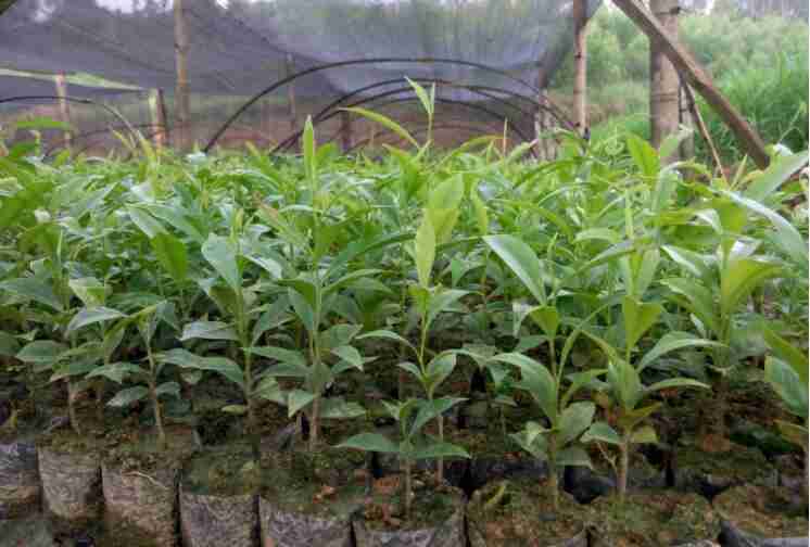 沉香种植存在的风险有哪些(沉香种植存在的风险因素)